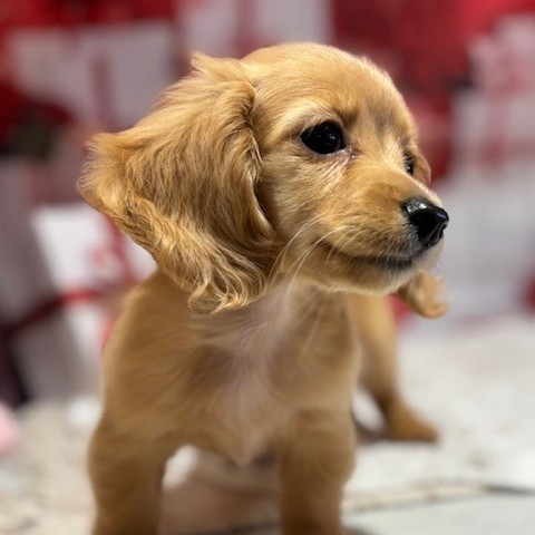 福岡県のカニンヘンダックスフンド(ロング) (犬の家＆猫の里トリアス久山店/2025年11月18日生まれ/女の子/クリーム)の子犬の3枚目の画像