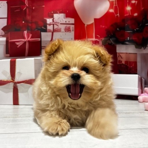 福岡県のポメプー(ポメラニアン×プードル) (犬の家＆猫の里トリアス久山店/2025年11月14日生まれ/男の子/クリーム)の子犬の3枚目の画像