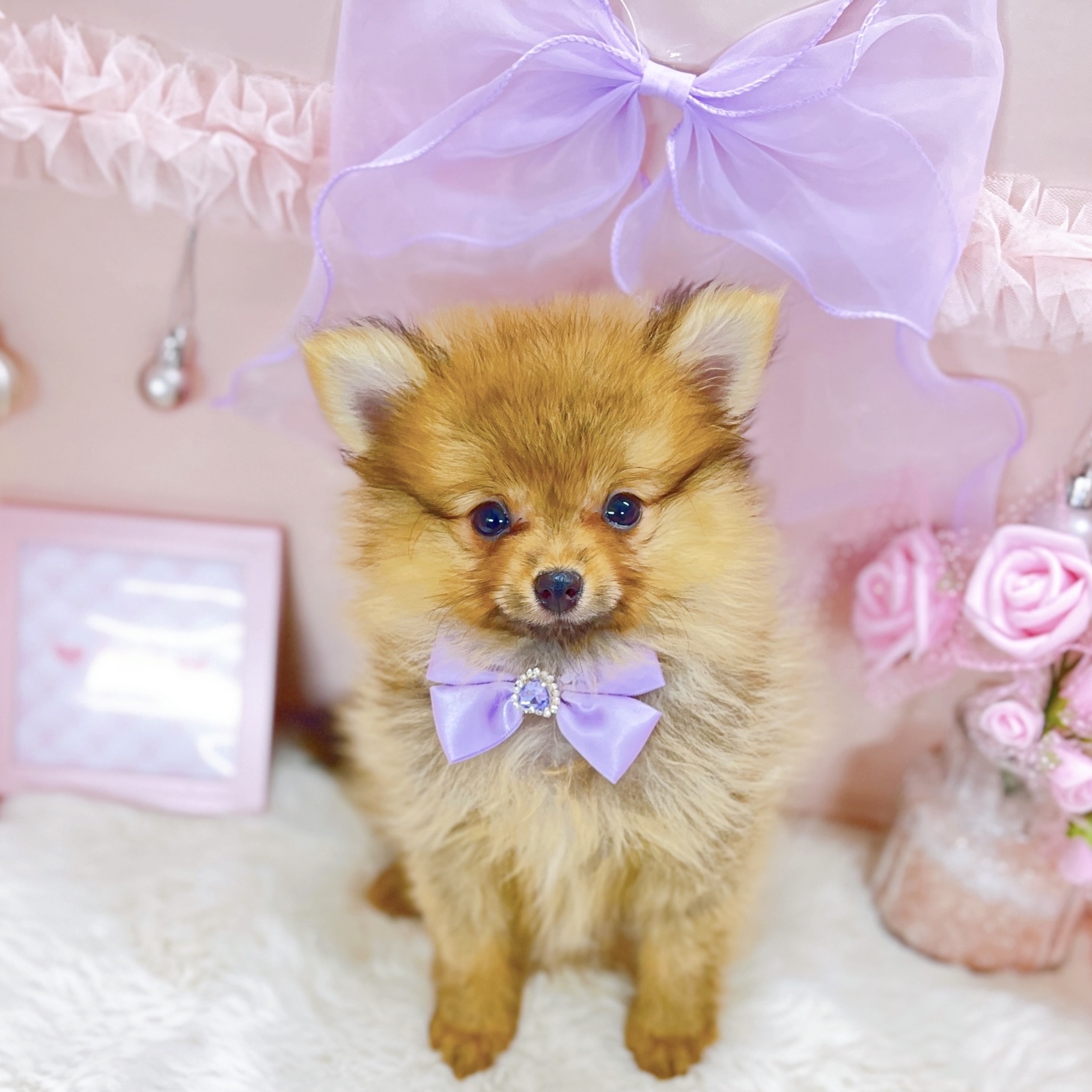 福井県のポメラニアン (犬の家＆猫の里アミーゴ福井大和田店/2025年11月17日生まれ/女の子/オレンジセーブル)の子犬の3枚目の画像