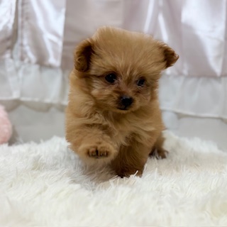 兵庫県のチワプー/プーチー(チワワ×プードル) (犬の家＆猫の里カナート西神戸店/2025年11月20日生まれ/女の子/オレンジフォーン)の子犬の3枚目の画像