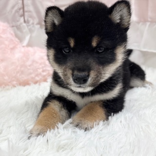 兵庫県の柴犬(標準サイズ) (犬の家＆猫の里カナート西神戸店/2025年11月20日生まれ/女の子/黒)の子犬の3枚目の画像