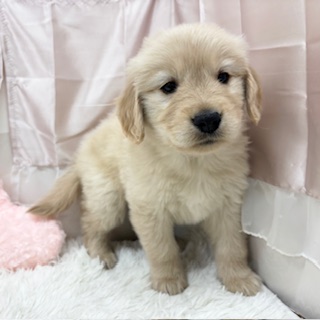 兵庫県のゴールデンレトリバー (犬の家＆猫の里カナート西神戸店/2025年11月20日生まれ/女の子/ゴールデン)の子犬の3枚目の画像