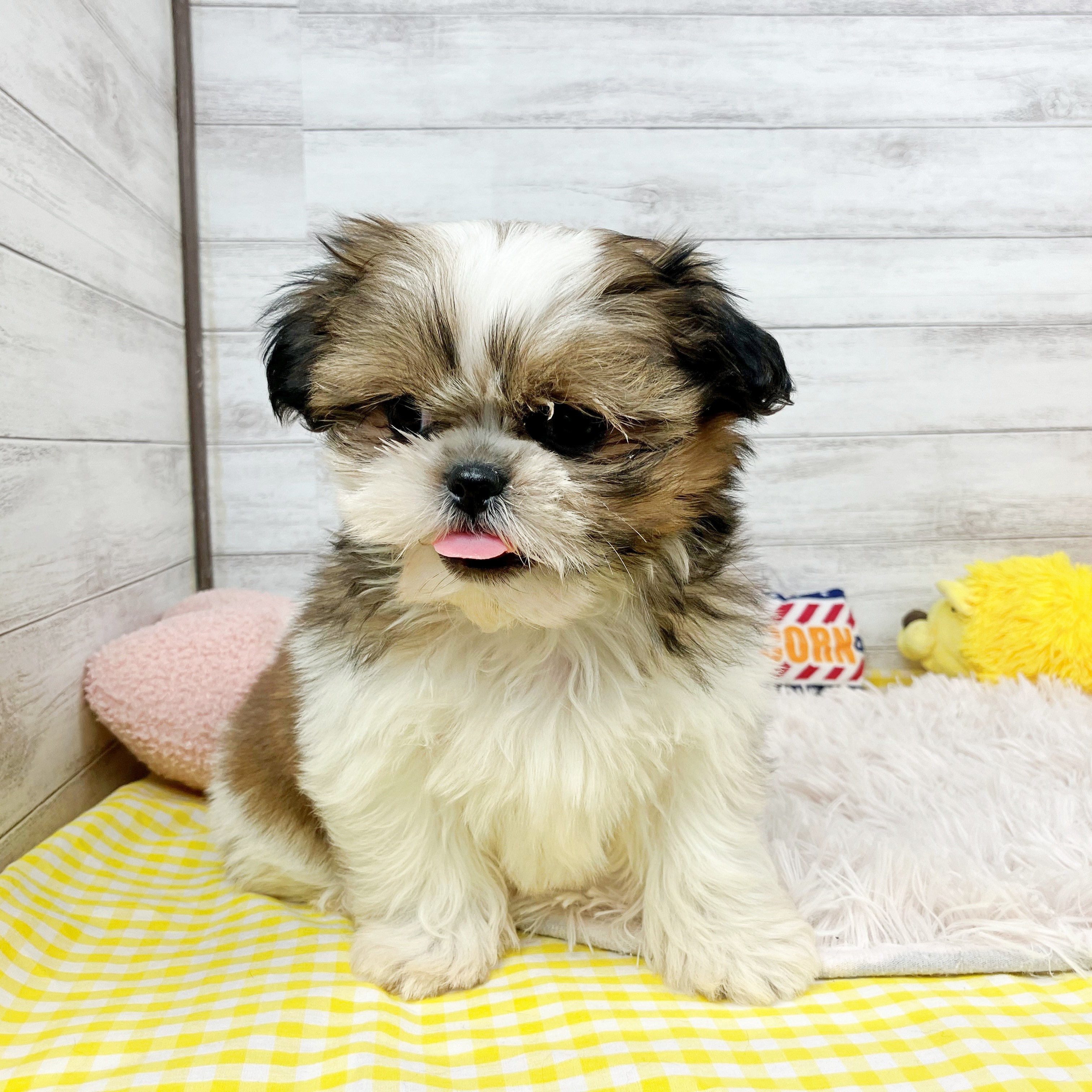 兵庫県のシーズー (犬の家＆猫の里川西店/2025年11月18日生まれ/女の子/ゴールドホワイト)の子犬の3枚目の画像