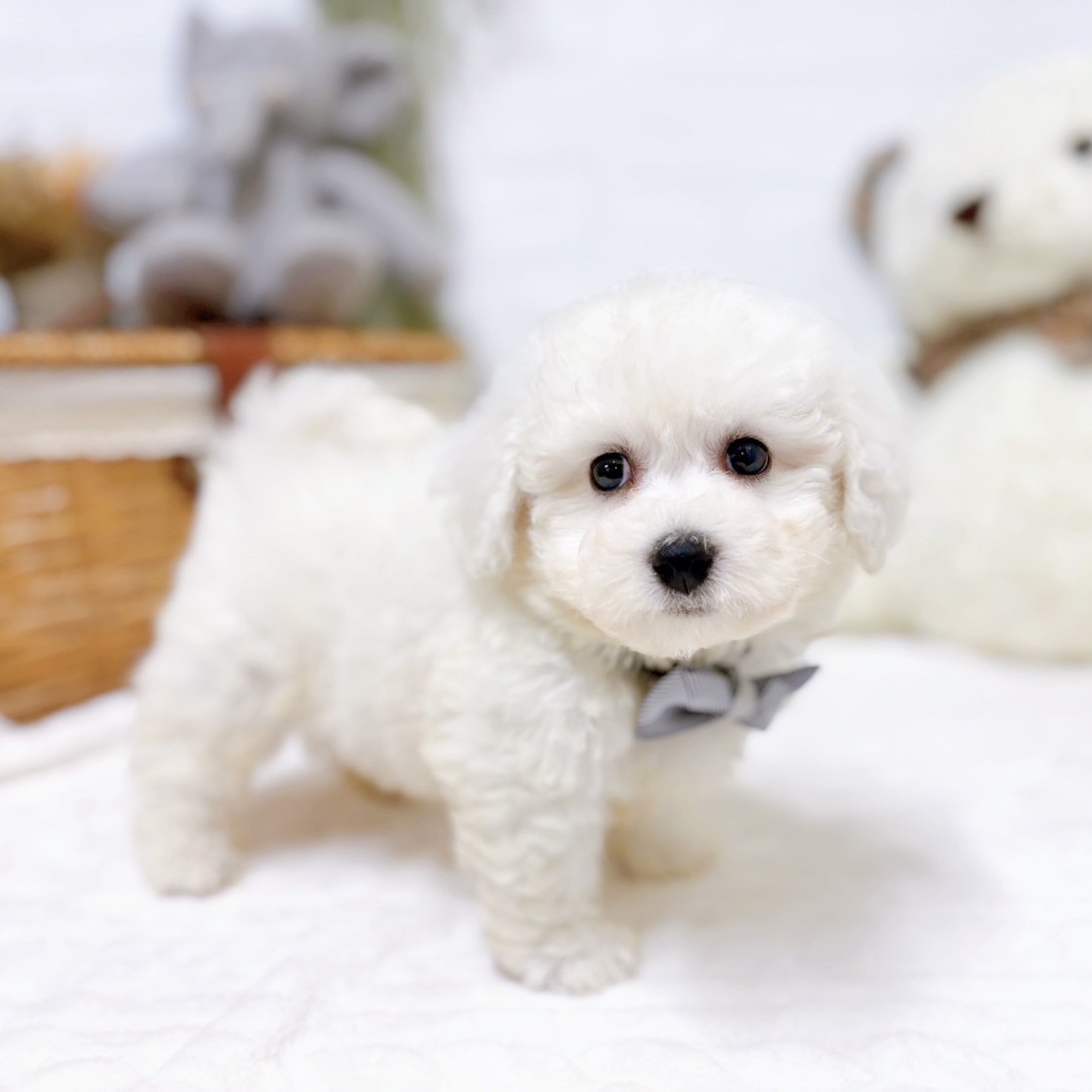 滋賀県のビションフリーゼ (犬の家＆猫の里近江八幡店/2025年11月18日生まれ/男の子/ホワイト)の子犬の3枚目の画像