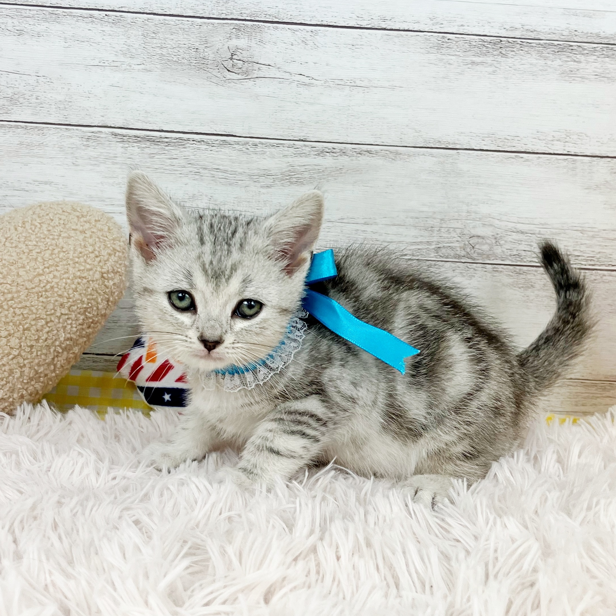 兵庫県のアメリカンショートヘアー (犬の家＆猫の里川西店/2025年11月19日生まれ/男の子/シルバータビー)の子猫の3枚目の画像