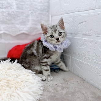 滋賀県のアメリカンショートヘアー (犬の家＆猫の里長浜店/2025年11月19日生まれ/男の子/シルバータビー)の子猫の3枚目の画像