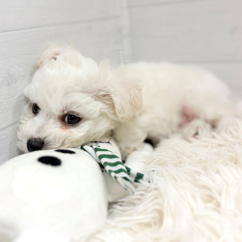 愛知県のビションフリーゼ (犬の家＆猫の里豊田店/2025年11月21日生まれ/男の子/ホワイト)の子犬の3枚目の画像