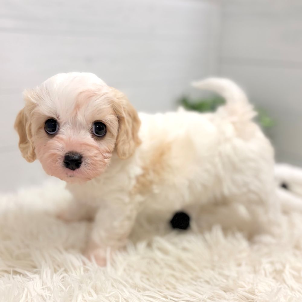 愛知県のハーフ犬・ミックス犬 (犬の家＆猫の里豊田店/2025年11月21日生まれ/女の子/ブレンハイム)の子犬の3枚目の画像