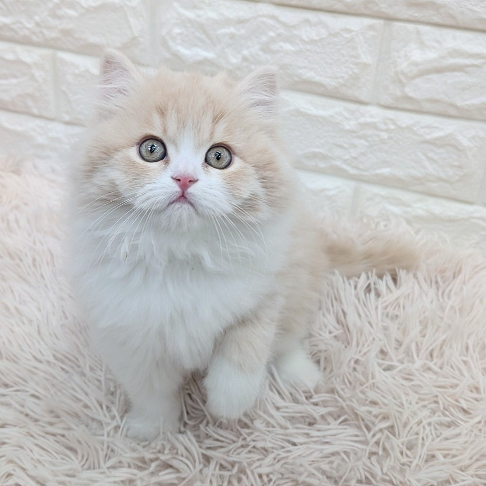 スコティッシュフォールド女の子の写真