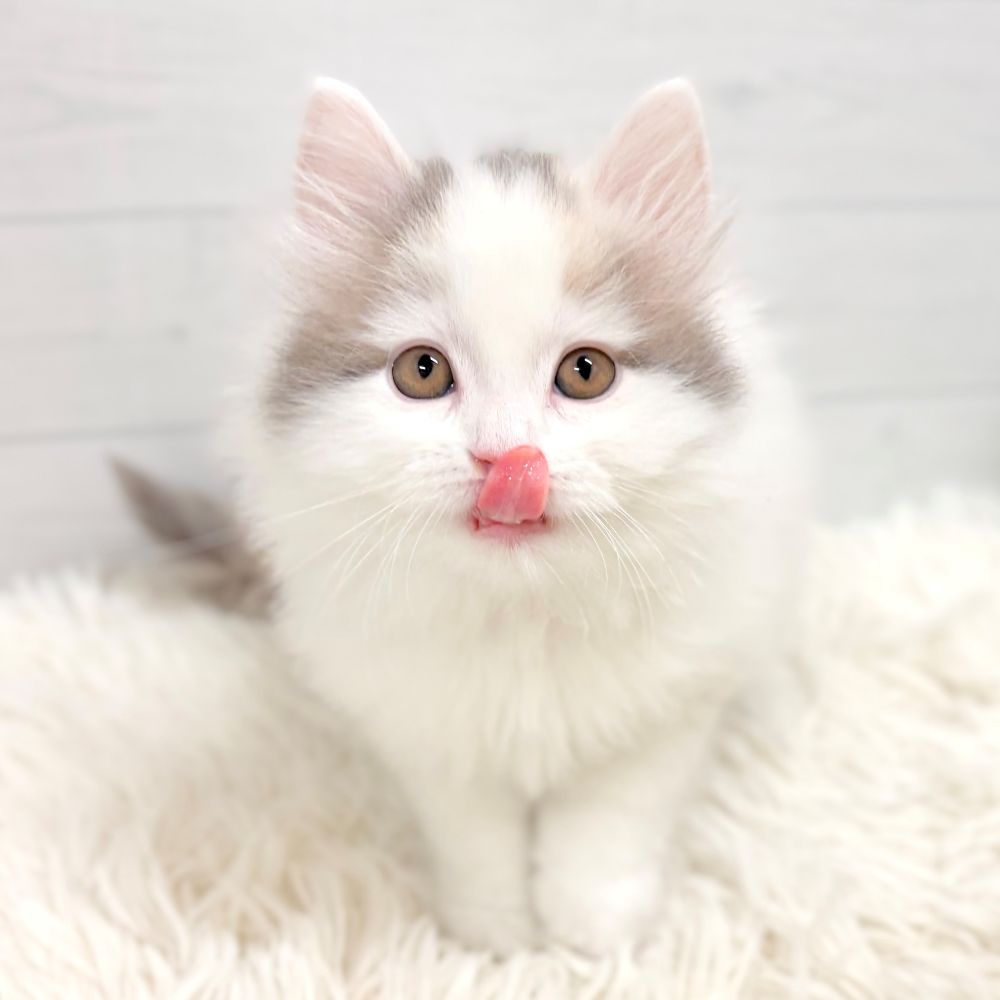 愛知県のサイベリアン (犬の家＆猫の里豊田店/2025年11月17日生まれ/女の子/ブルーパッチドタビーホワイト)の子猫の3枚目の画像