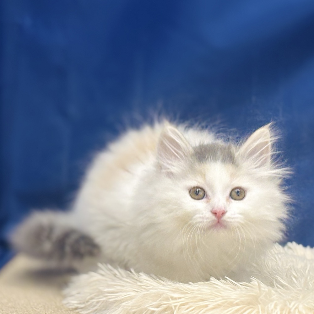 岐阜県のサイベリアン (犬の家＆猫の里中津川店/2025年11月17日生まれ/女の子/ブルーパッチドタビーホワイト)の子猫の3枚目の画像