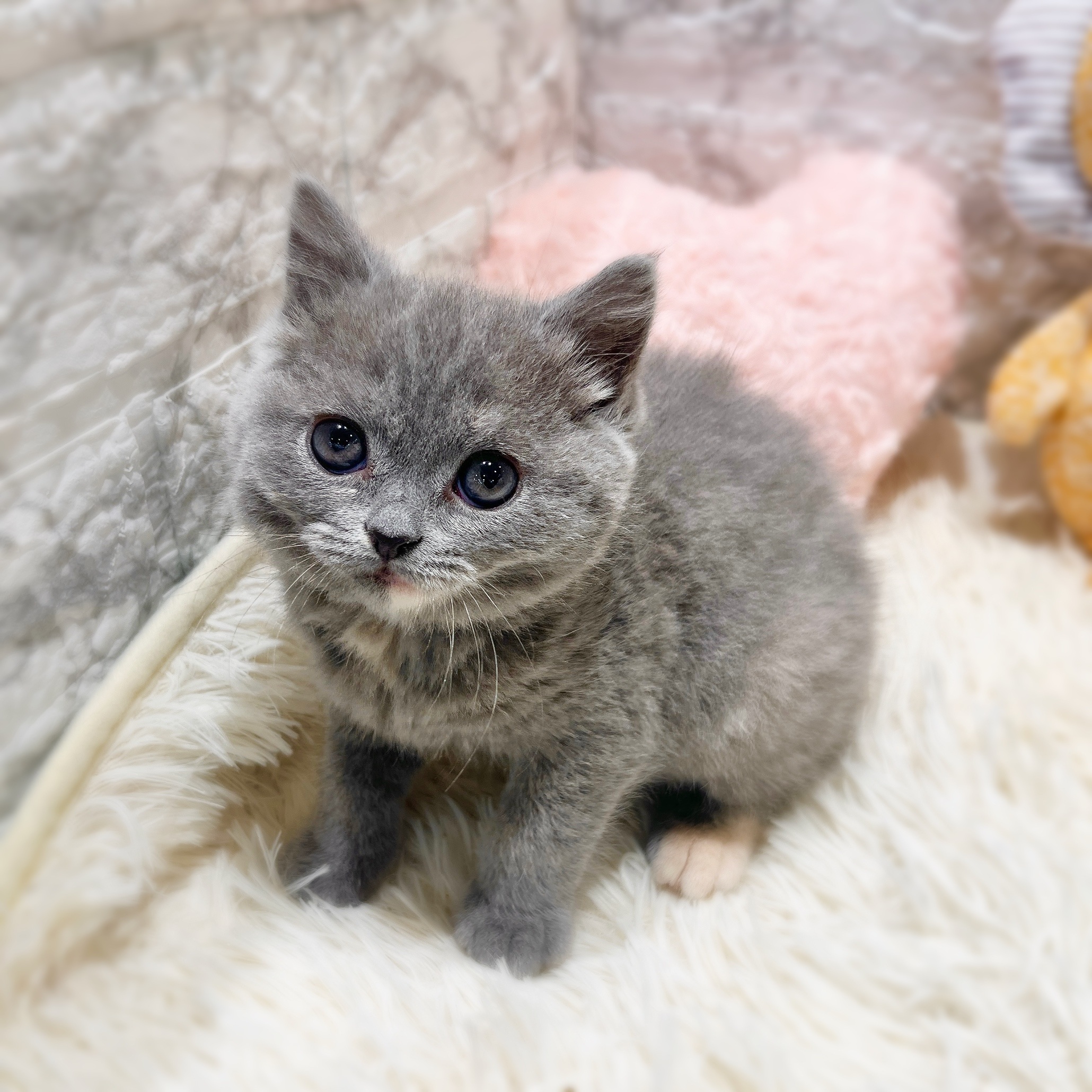 ブリティッシュショートヘア女の子の写真