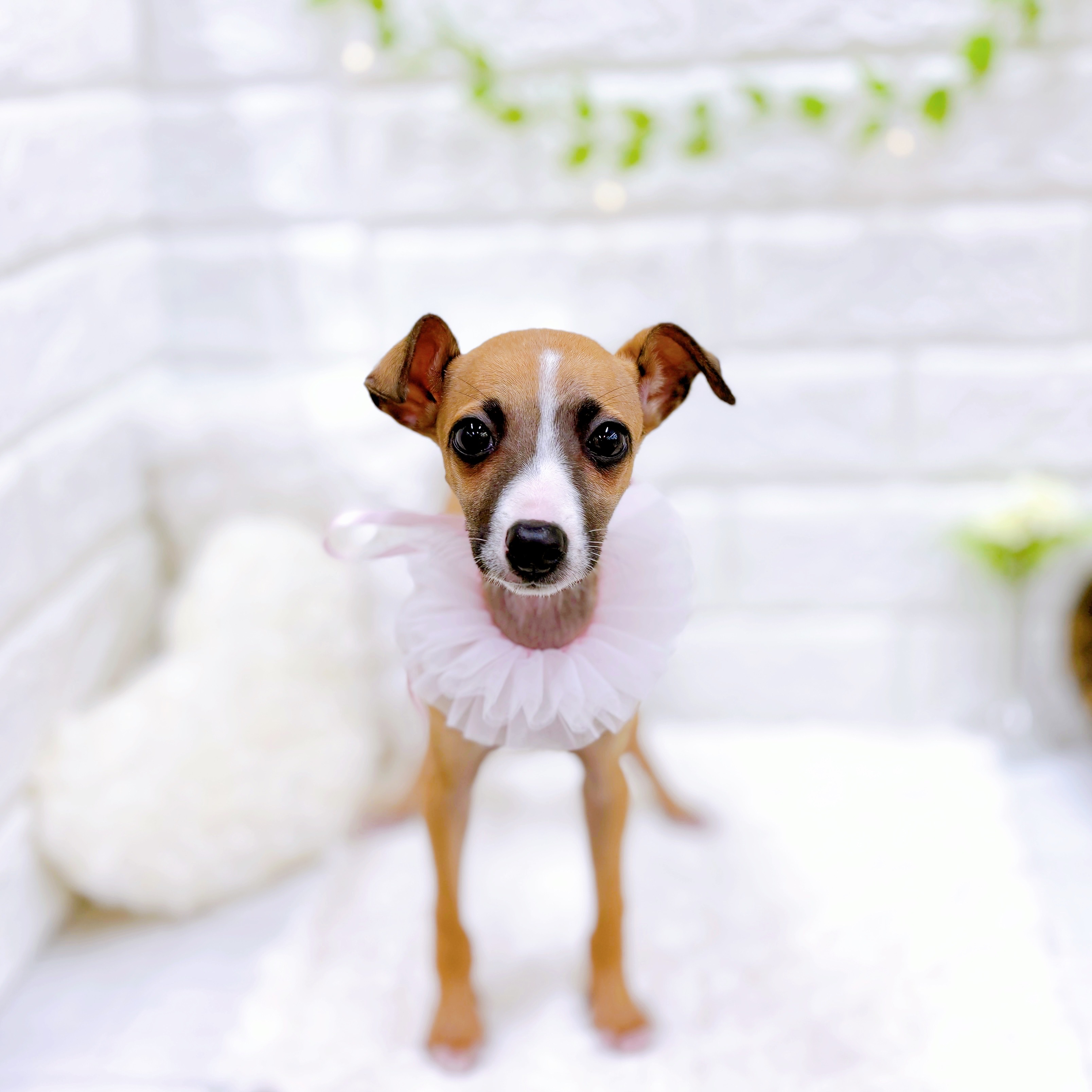 福井県のイタリアングレーハウンド (犬の家＆猫の里アミーゴ福井店/2025年11月21日生まれ/女の子/レッド、ホワイトマーキング)の子犬の3枚目の画像