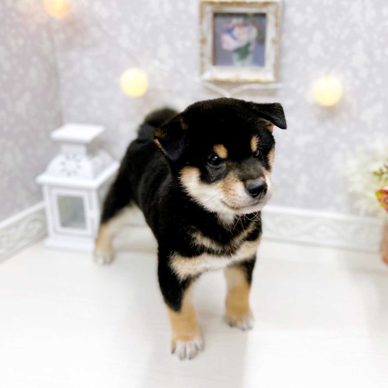 富山県の豆柴 (犬の家＆猫の里アミーゴ山室店/2025年11月22日生まれ/男の子/黒)の子犬の3枚目の画像