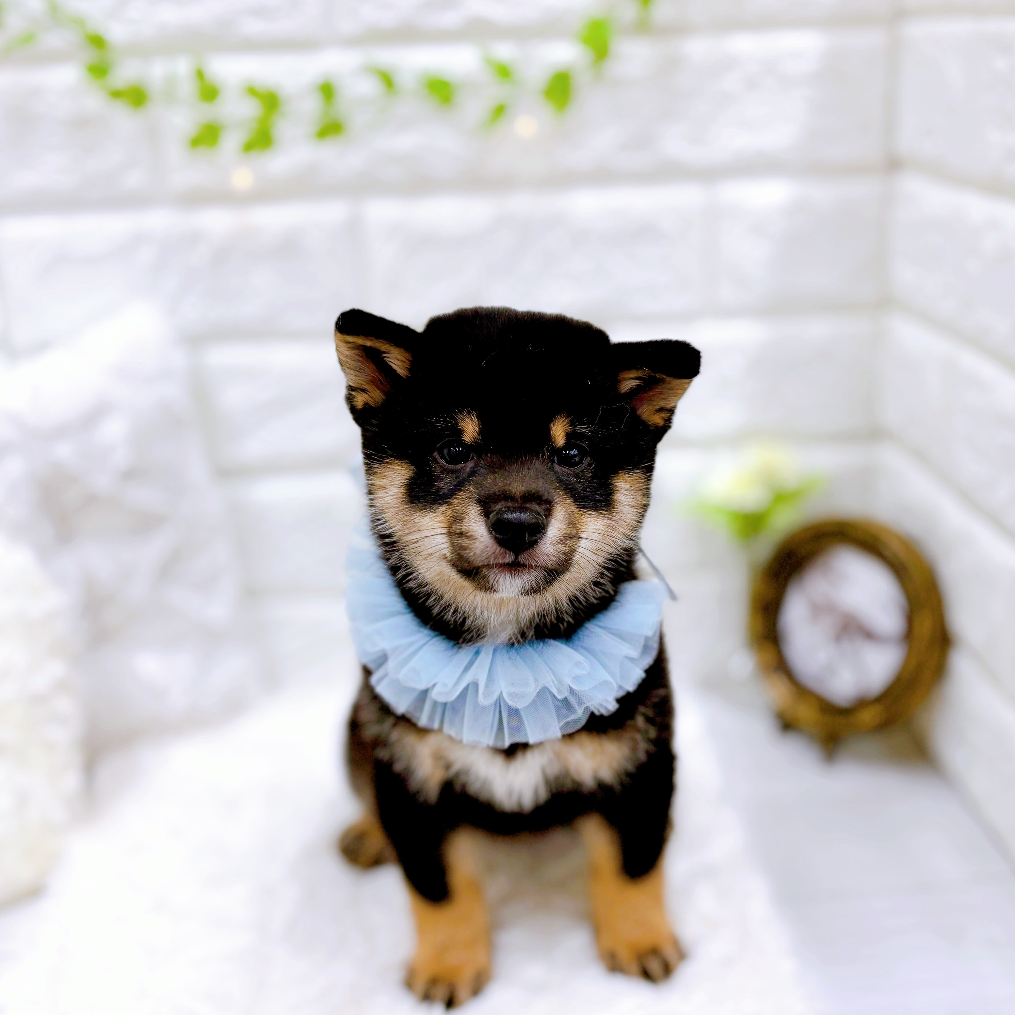 福井県の豆柴 (犬の家＆猫の里アミーゴ福井店/2025年11月22日生まれ/男の子/黒)の子犬の3枚目の画像