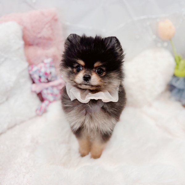 福井県のポメラニアン (犬の家＆猫の里福井店/2025年11月18日生まれ/女の子/ブラックタン)の子犬の3枚目の画像