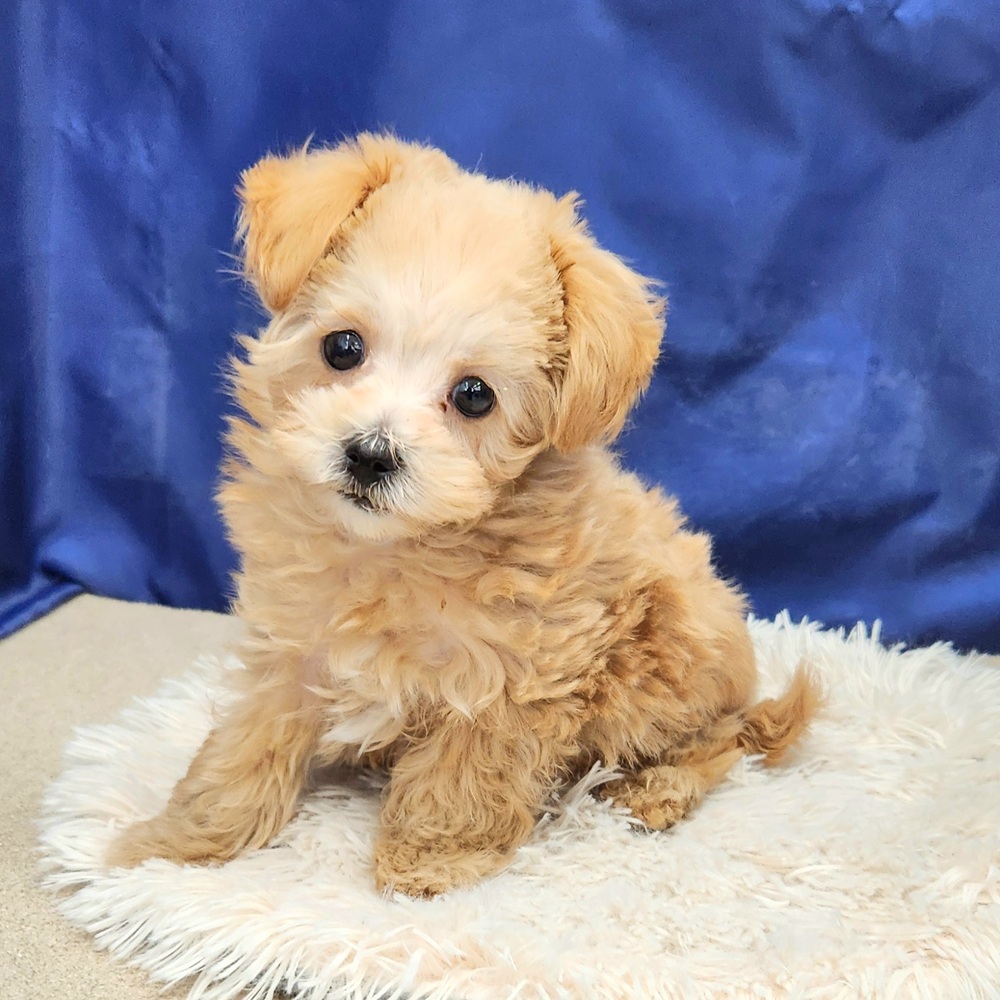 岐阜県のマルプー(マルチーズ×プードル) (犬の家＆猫の里中津川店/2025年11月22日生まれ/男の子/アプリコット)の子犬の3枚目の画像