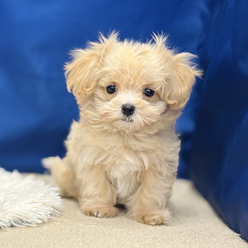 岐阜県のマルプー(マルチーズ×プードル) (犬の家＆猫の里中津川店/2025年11月16日生まれ/女の子/クリームホワイト)の子犬の3枚目の画像