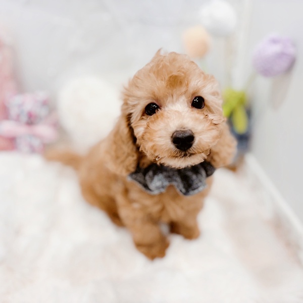 福井県のトイプードル(トイ) (犬の家＆猫の里福井店/2025年11月20日生まれ/男の子/オレンジフォーン)の子犬の3枚目の画像