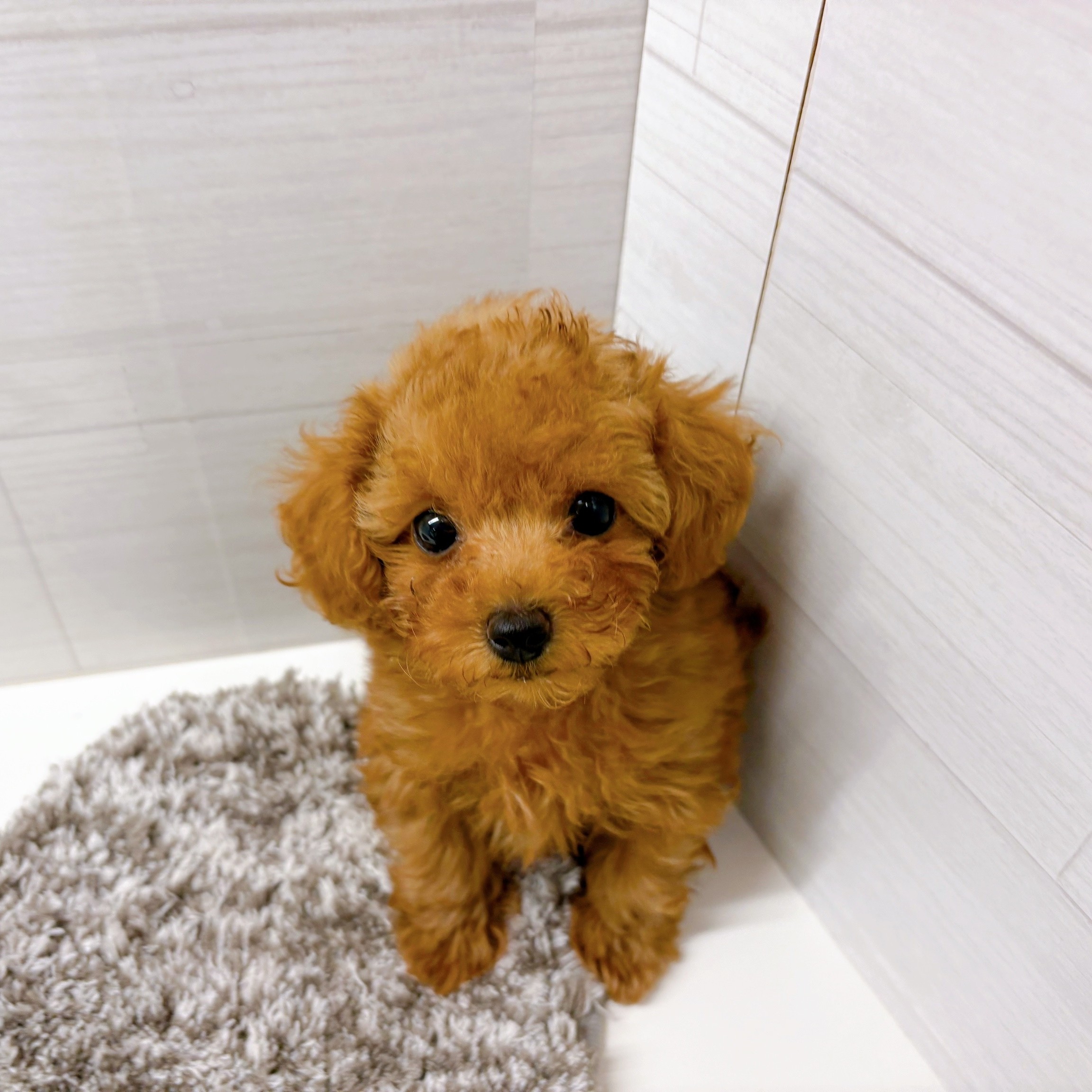 石川県のトイプードル(トイ) (犬の家＆猫の里アミーゴ金沢おこばた店/2025年11月20日生まれ/女の子/レッドフォーン)の子犬の3枚目の画像