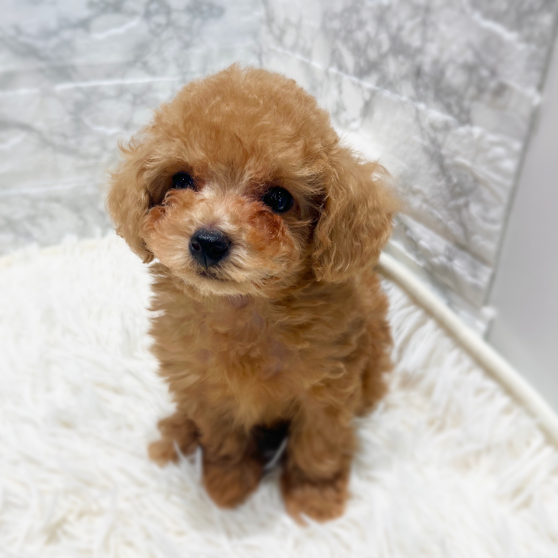 愛知県のトイプードル(トイ) (犬の家＆猫の里MiO香久山店/2025年11月20日生まれ/男の子/オレンジフォーン)の子犬の3枚目の画像