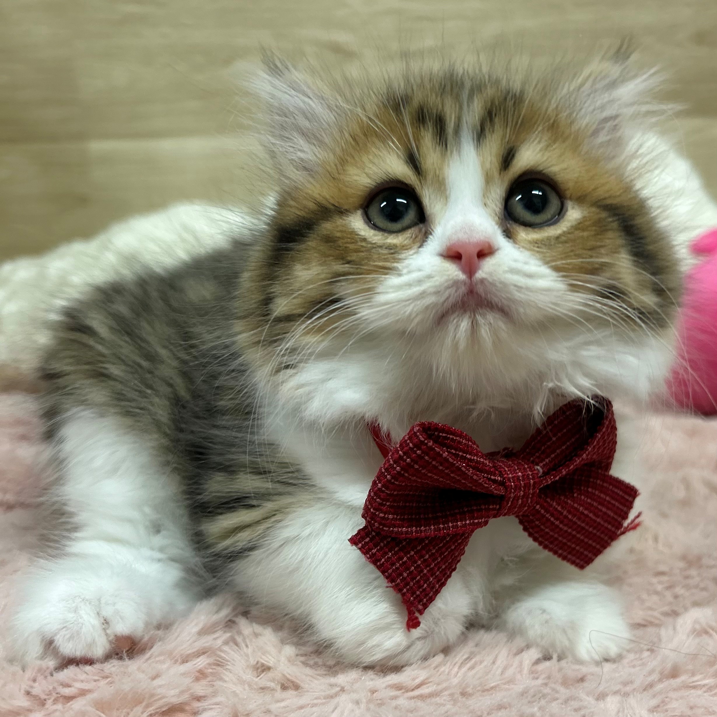 大阪府のスコティッシュストレート (犬の家＆猫の里そよら東岸和田店/2025年11月23日生まれ/女の子/ブラウンタビーホワイト)の子猫の3枚目の画像