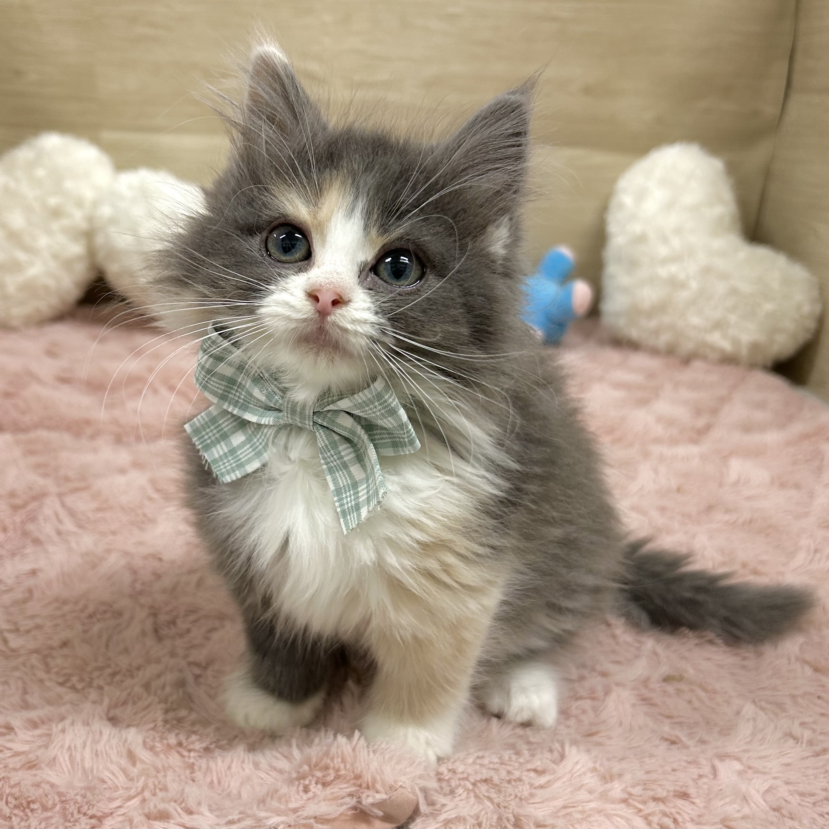 大阪府のノルウェージャンフォレストキャット (犬の家＆猫の里そよら東岸和田店/2025年11月22日生まれ/女の子/ブルークリームホワイト)の子猫の3枚目の画像