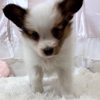 兵庫県のパピヨン (犬の家＆猫の里カナート西神戸店/2025年11月22日生まれ/男の子/ホワイトブラウン)の子犬の3枚目の画像