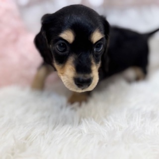 兵庫県のミニチュアダックスフンド(ロング) (犬の家＆猫の里カナート西神戸店/2025年11月22日生まれ/男の子/ブラックタン)の子犬の3枚目の画像