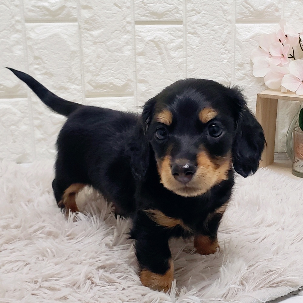 岡山県のミニチュアダックスフンド(ロング) (犬の家＆猫の里岡山店/2025年11月22日生まれ/女の子/ブラックタン)の子犬の3枚目の画像