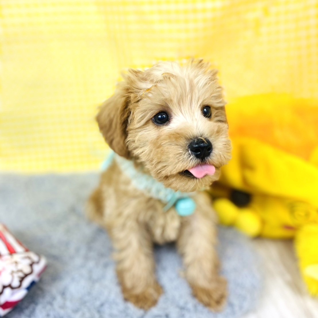 兵庫県のシュナプー(シュナウザー×プードル) (犬の家＆猫の里川西店/2025年11月23日生まれ/男の子/クリーム)の子犬の3枚目の画像