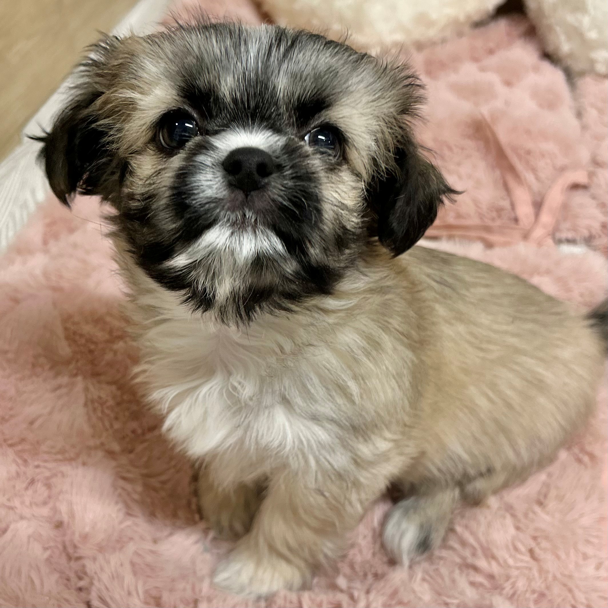 大阪府のチワズー/チワシーズ(チワワ×シーズー) (犬の家＆猫の里そよら東岸和田店/2025年11月22日生まれ/男の子/フォーン)の子犬の3枚目の画像