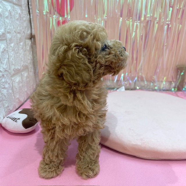 岡山県のトイプードル(トイ) (犬の家＆猫の里倉敷店/2025年11月21日生まれ/女の子/オレンジフォーン)の子犬の3枚目の画像