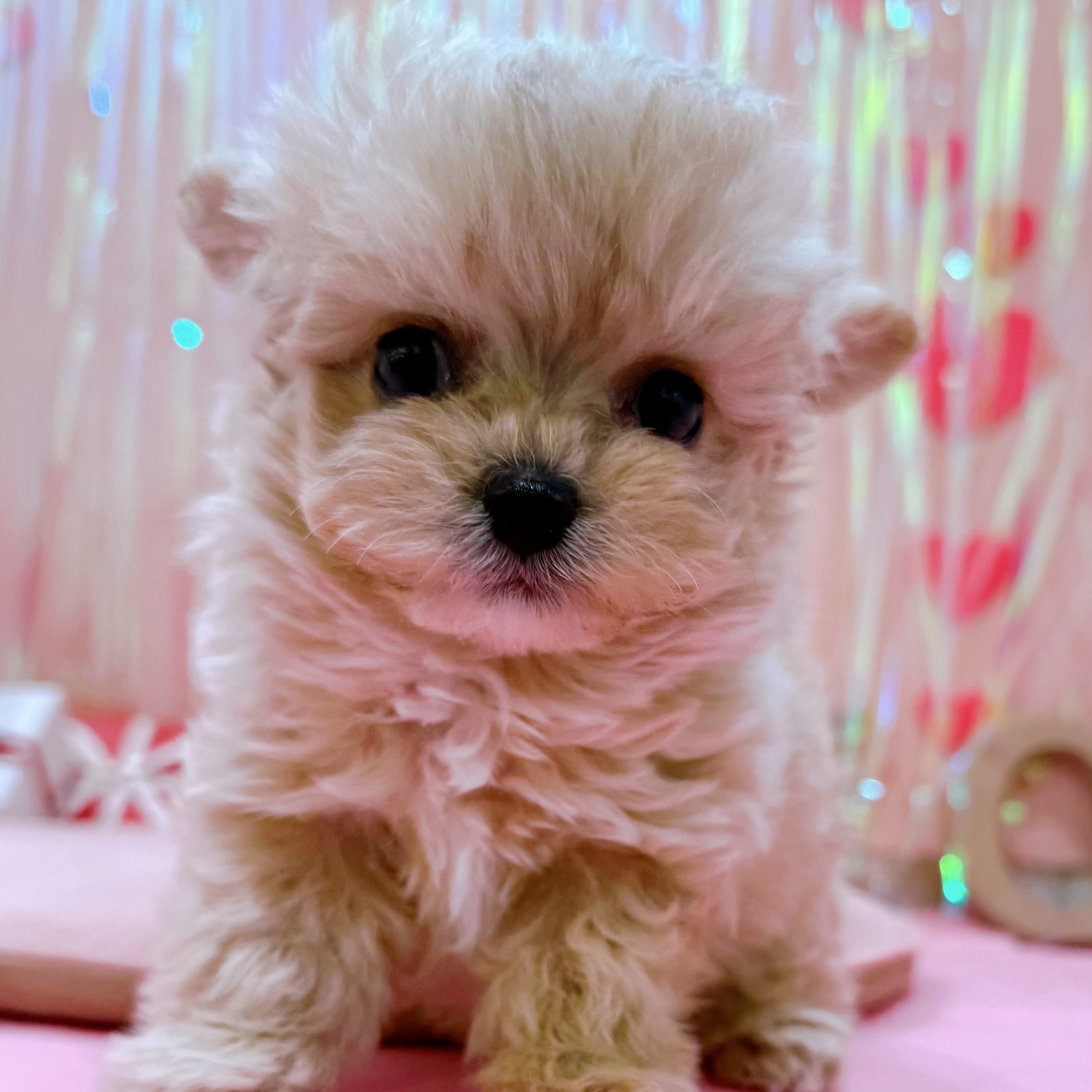 岡山県のチワプー/プーチー(チワワ×プードル) (犬の家＆猫の里倉敷店/2025年11月22日生まれ/男の子/クリーム)の子犬の3枚目の画像