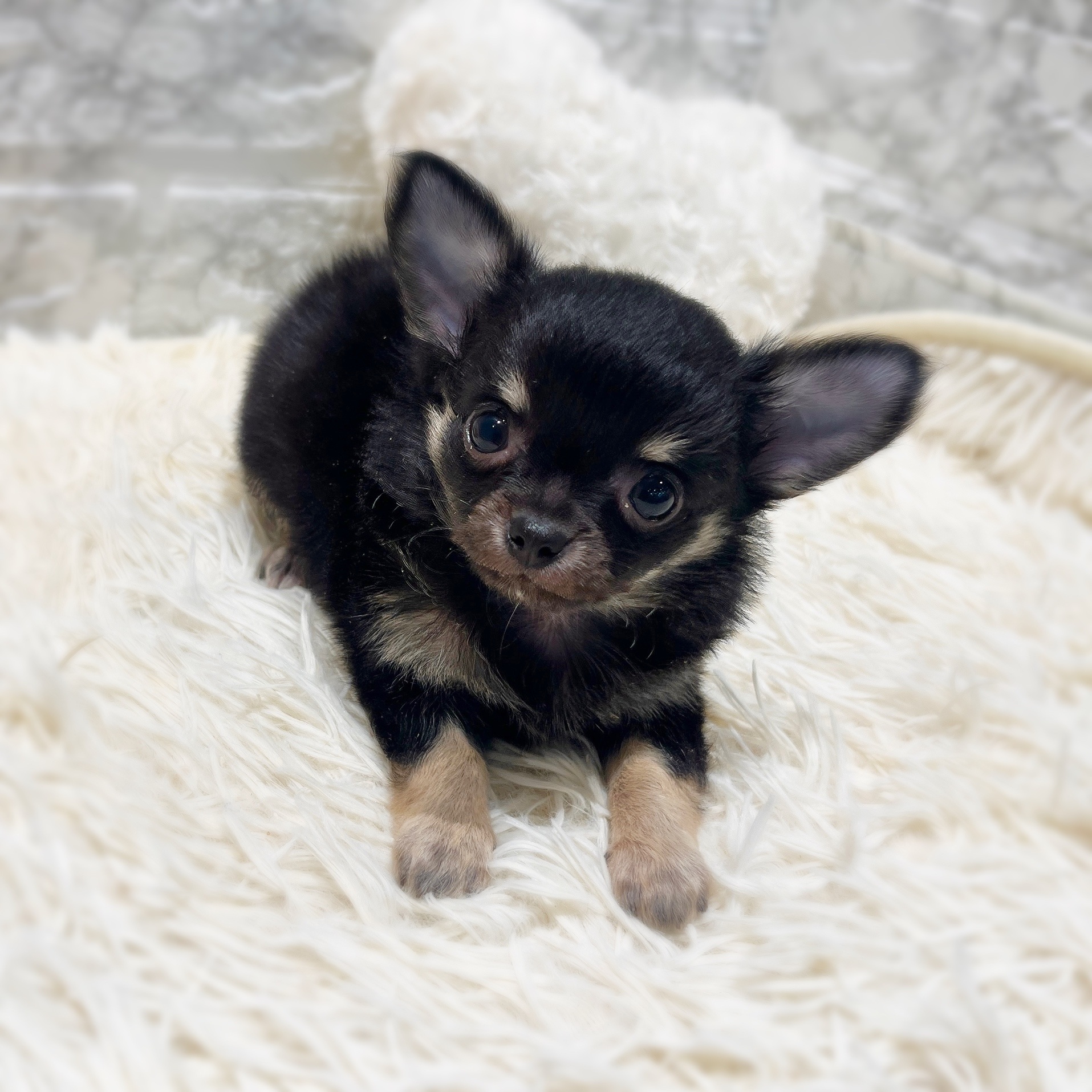 チワワ（ロング）男の子の写真