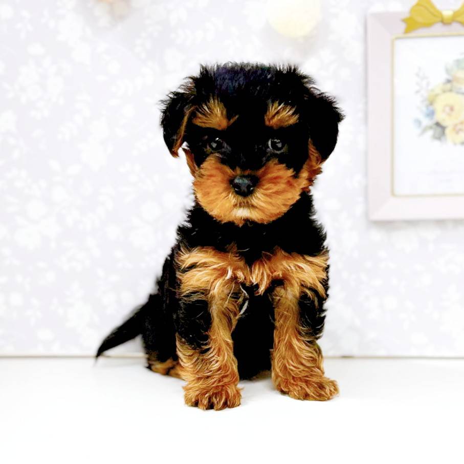 ハーフ犬男の子の写真