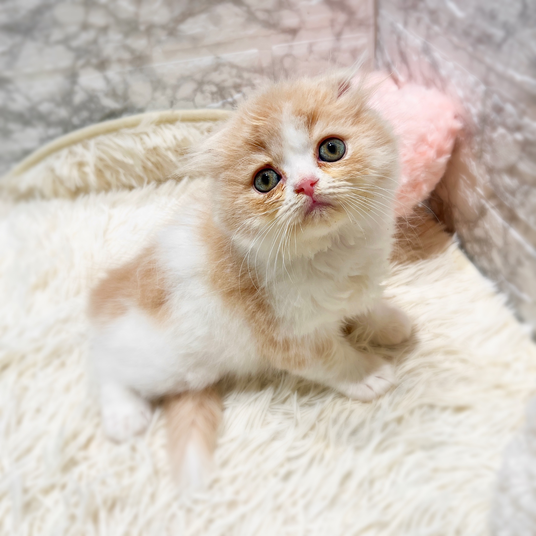 愛知県のスコティッシュフォールド (犬の家＆猫の里七宝店/2025年11月22日生まれ/男の子/クリームタビーホワイト)の子猫の3枚目の画像