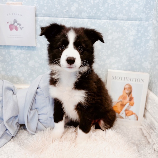 ボーダーコリー男の子の写真