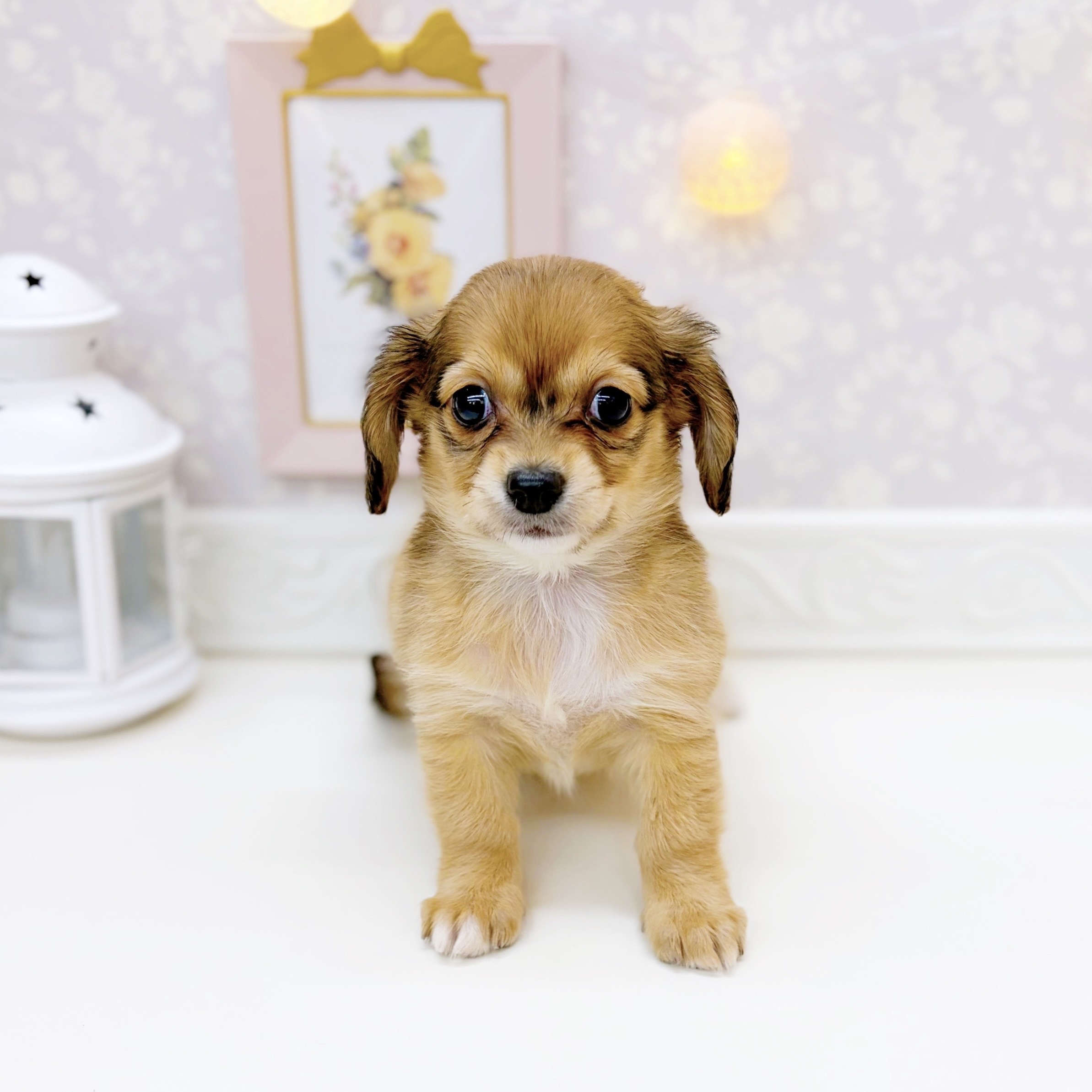 富山県のチワックス(チワワ×ダックス)の子犬を価格や特徴で探す|ペット