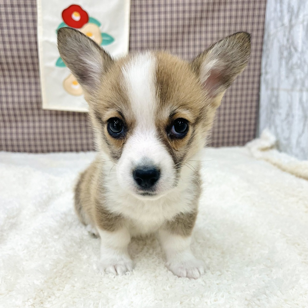 愛知県のウェルシュコーギーペンブローク (犬の家＆猫の里エアポートウォーク店/2025年11月23日生まれ/男の子/レッドホワイト)の子犬の3枚目の画像