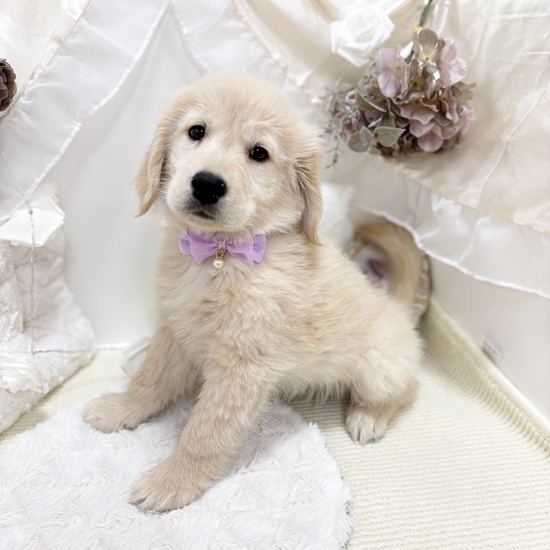 岐阜県のゴールデンレトリバー (犬の家＆猫の里カラフルタウン岐阜店/2025年11月24日生まれ/男の子/ゴールデン)の子犬の3枚目の画像