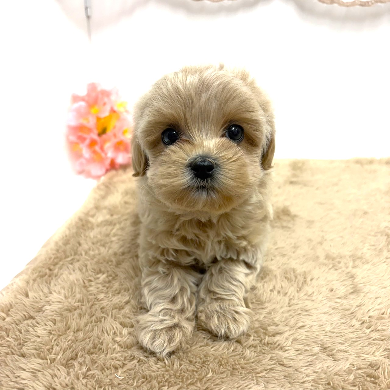 神奈川県のプーズー/プーシーズ(プードル×シーズー) (犬の家＆猫の里相模原店/2025年11月24日生まれ/女の子/アプリコット)の子犬の3枚目の画像