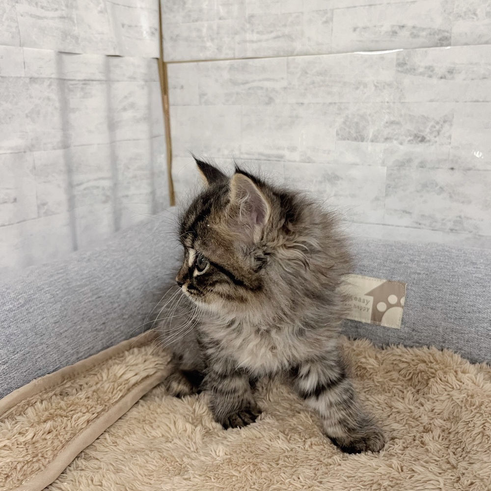 長野県のサイベリアン (犬の家＆猫の里塩尻店/2025年11月23日生まれ/男の子/ブラウンタビー)の子猫の3枚目の画像