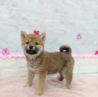 静岡県の柴犬(標準サイズ) (犬の家＆猫の里プレ葉ウォーク浜北店/2025年11月24日生まれ/女の子/赤)の子犬の3枚目の画像