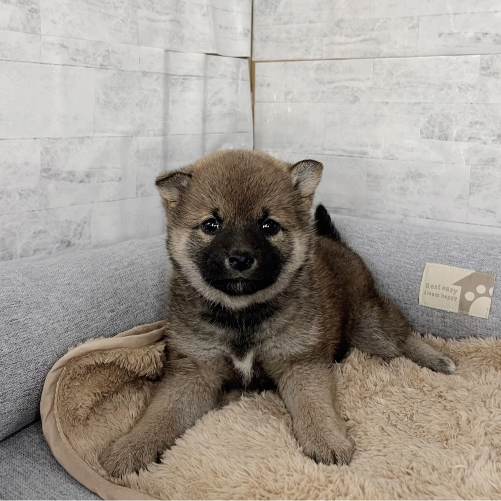 柴犬女の子の写真