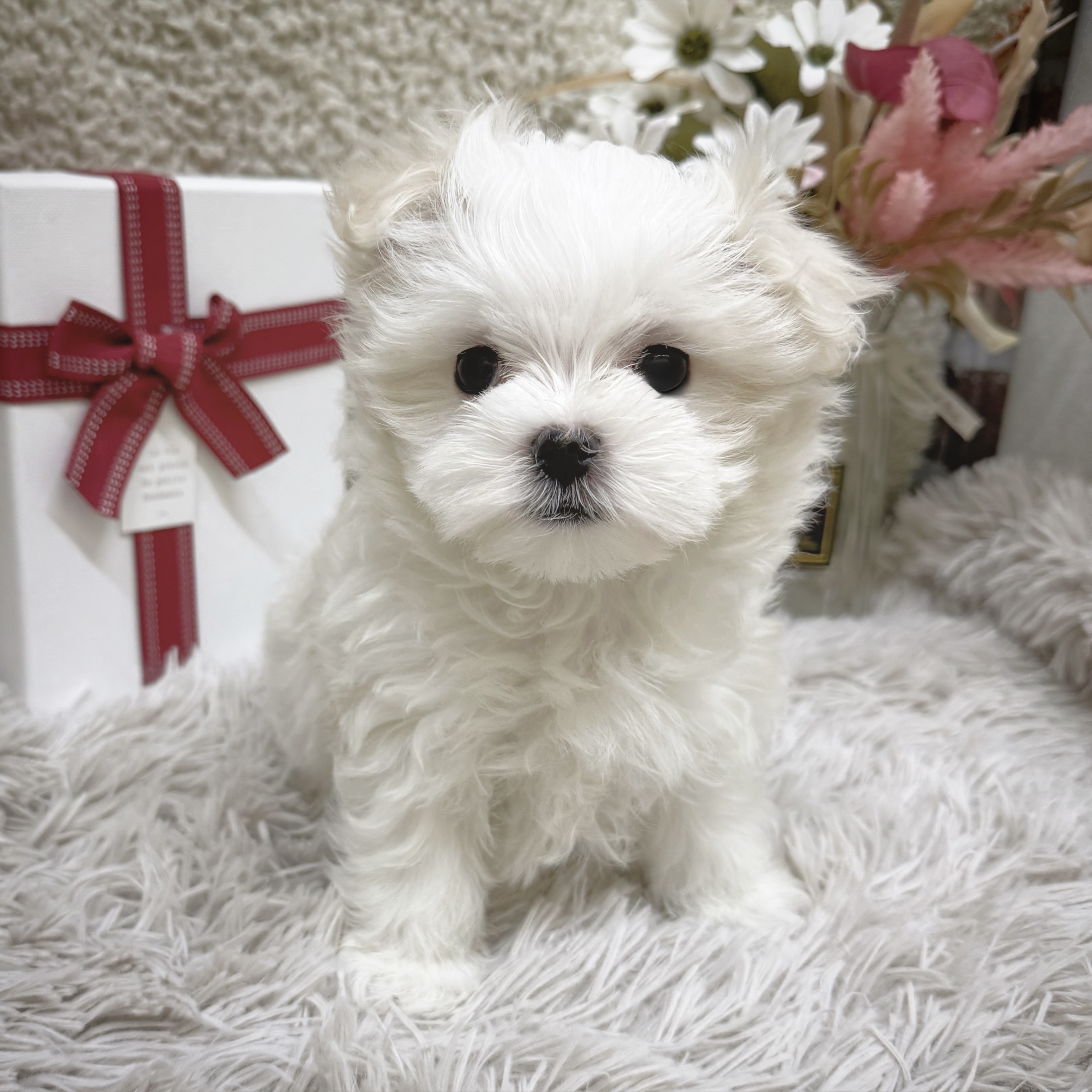 静岡県のマルチーズ (犬の家＆猫の里藤枝店/2025年11月25日生まれ/男の子/ホワイト)の子犬の3枚目の画像