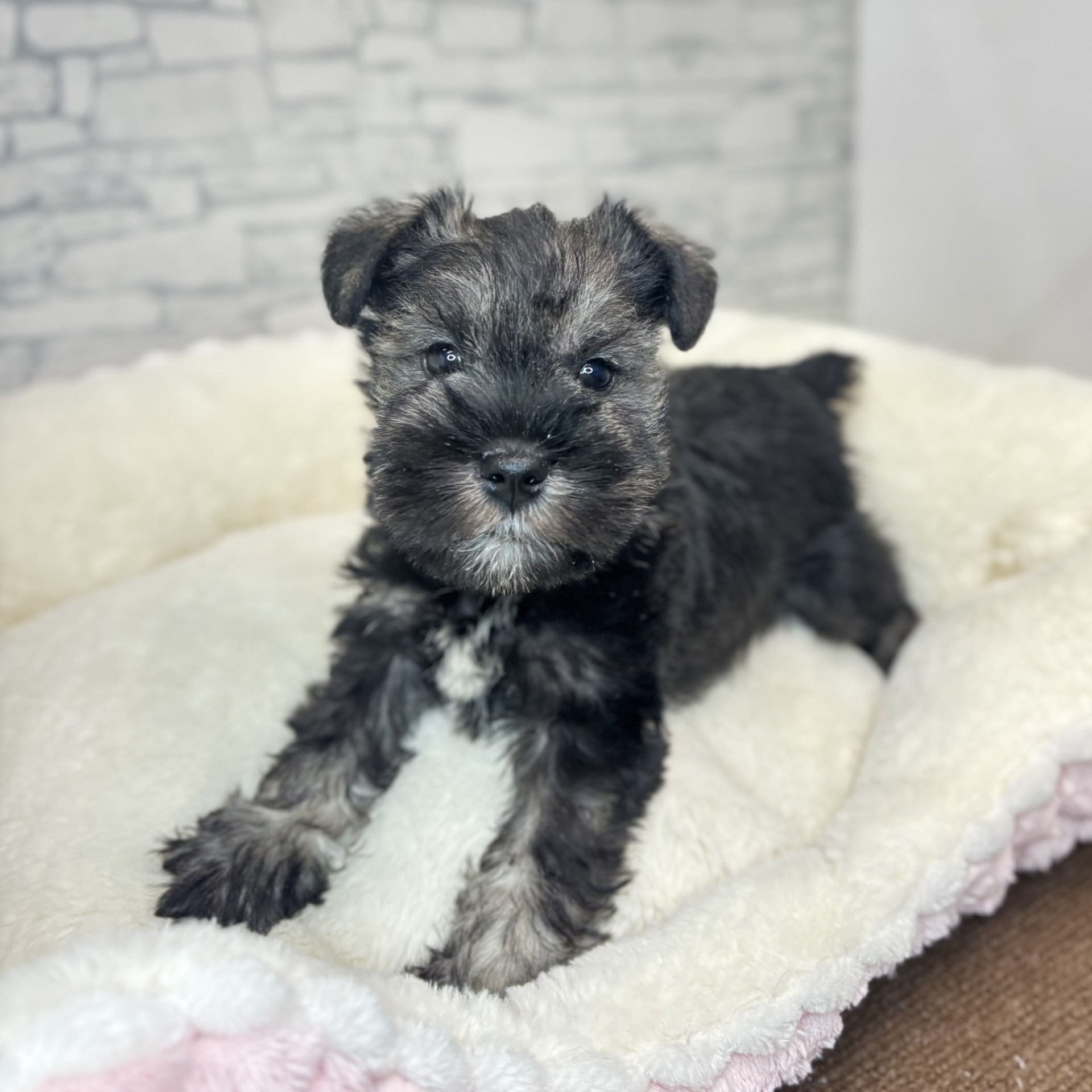 ミニチュアシュナウザー男の子の写真