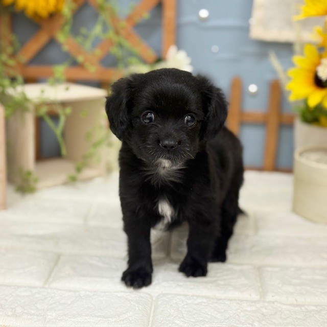 千葉県のチワックス(チワワ×ダックス) (犬の家＆猫の里ワンズモール稲毛店/2025年11月19日生まれ/女の子/ブラックホワイト)の子犬の1枚目の画像