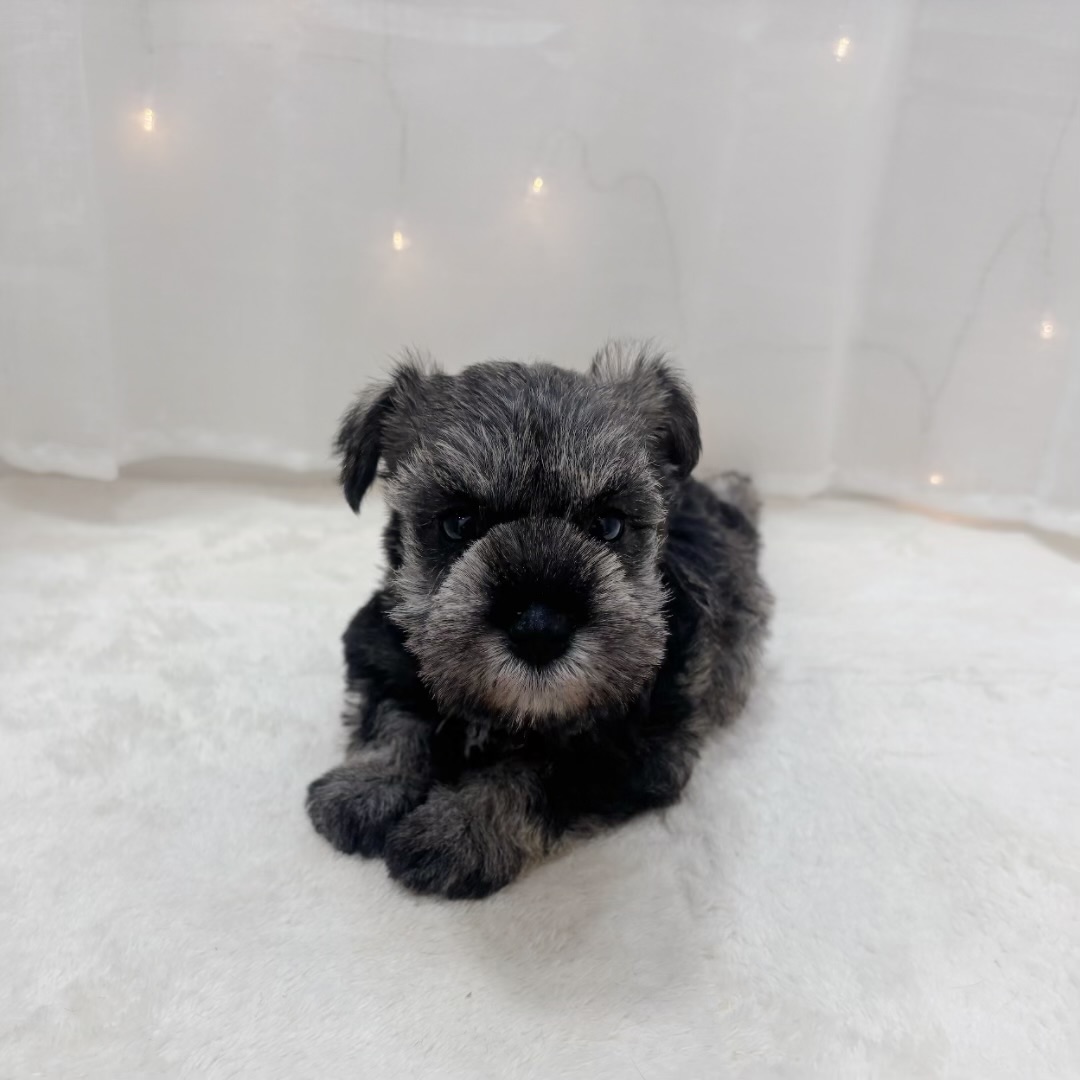 ミニチュアシュナウザー女の子の写真