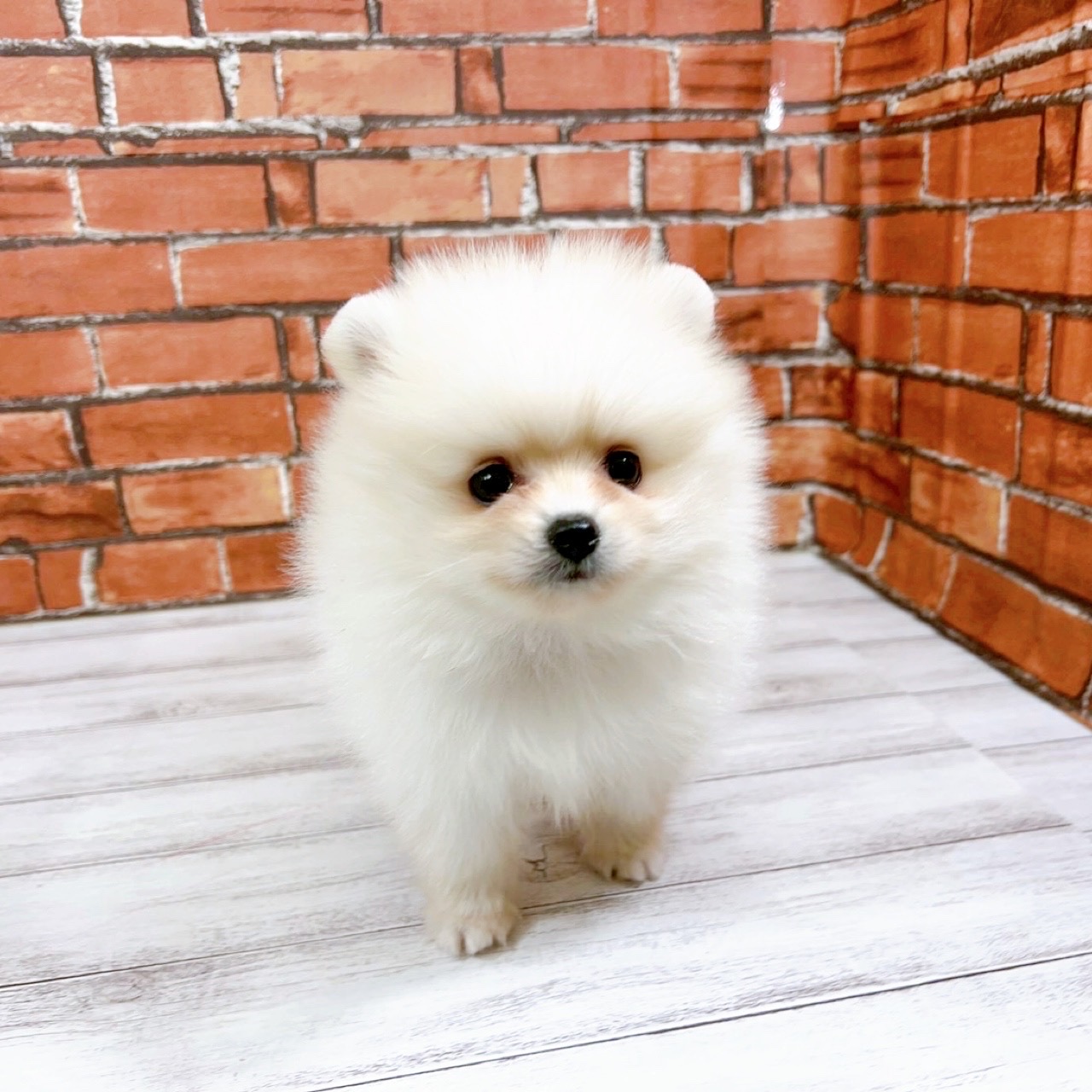 神奈川県のポメラニアン (犬の家＆猫の里小田原店/2025年11月25日生まれ/男の子/クリーム)の子犬の1枚目の画像